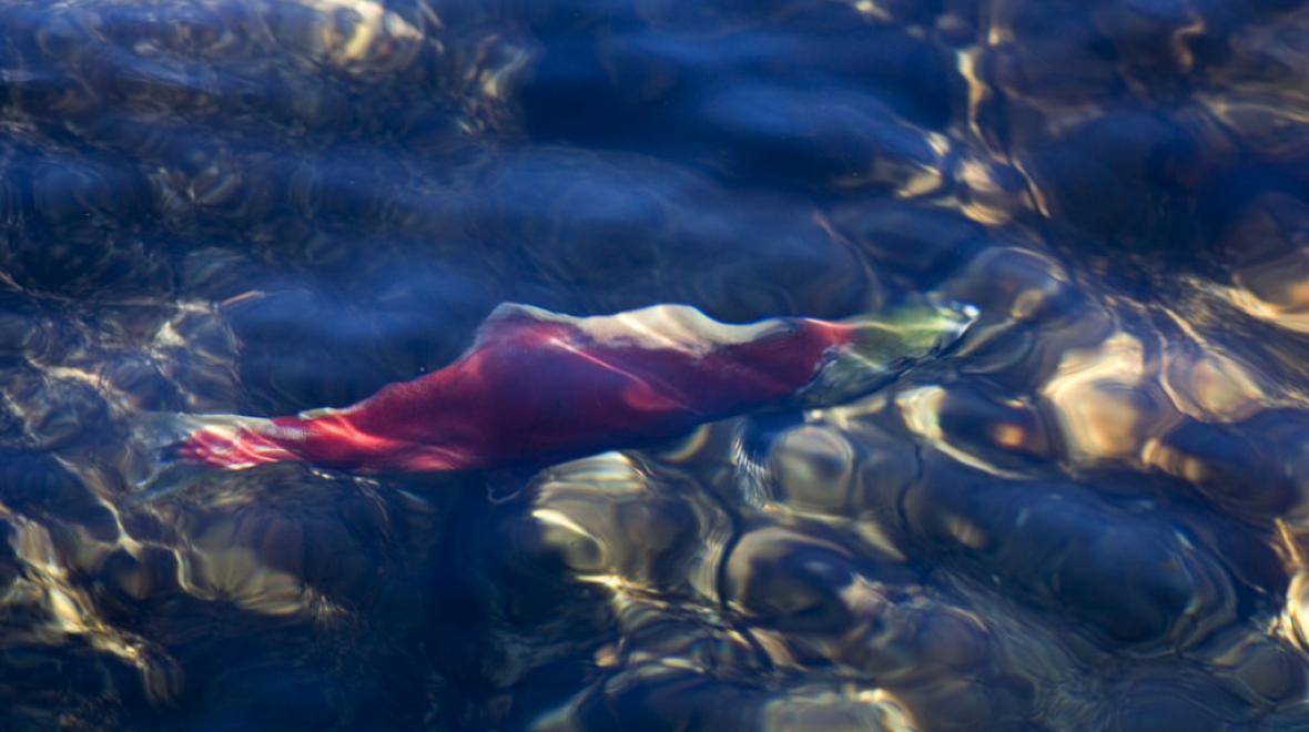 10 Best Places to See Salmon Spawning Around Seattle and the Eastside